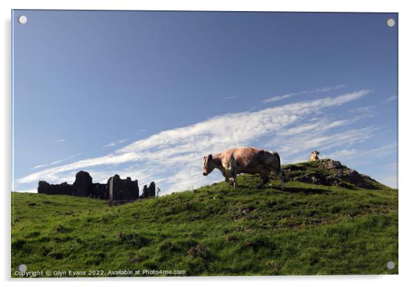 Longhorn Cattle at Carreg Cennen. Acrylic by Glyn Evans