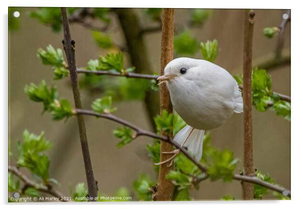 A rare whit robin perched on a tree branch Acrylic by Ali Marley