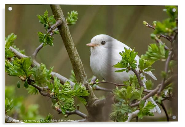 Rare white robin Acrylic by Ali Marley