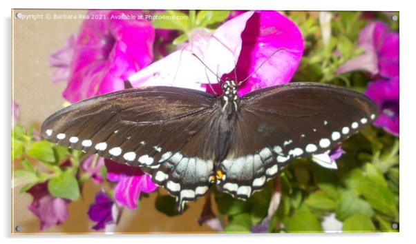 A Black Butterfly Acrylic by Barbara Rea