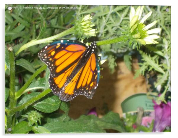 Monarch Butterfly Acrylic by Barbara Rea
