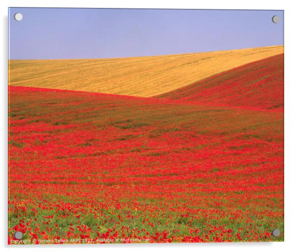 Poppies and wheat, South Downs, East Sussex, England Acrylic by Geraint Tellem ARPS