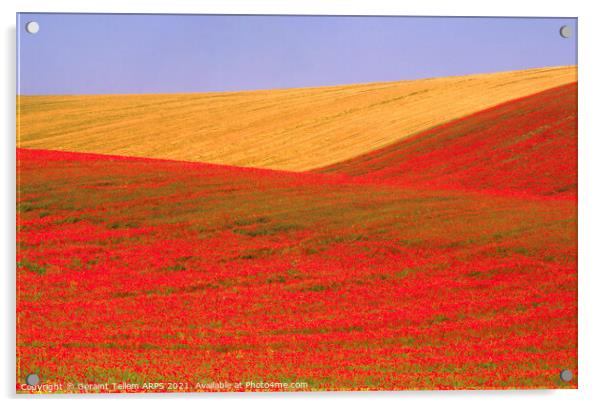 Poppies and wheat, South Downs, East Sussex, England Acrylic by Geraint Tellem ARPS