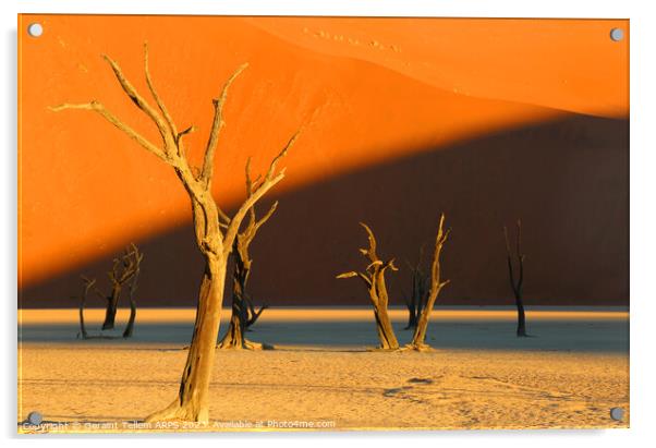 Dead Vlei, Sossusvlei, Namibia, Africa Acrylic by Geraint Tellem ARPS