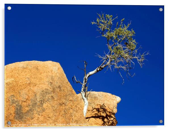 Lone tree, granite rocks, Spitzkoppe, Namibia, Africa Acrylic by Geraint Tellem ARPS