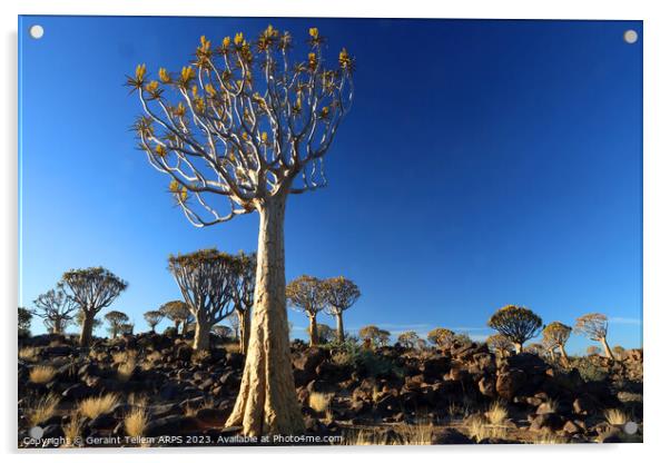 Quiver Tree Forest, Keetmanshoop, Southern Namibia, Africa Acrylic by Geraint Tellem ARPS