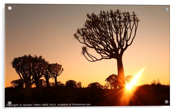 Sunset, Quiver Tree Forest, Keetmanshoop, Southern Namibia Acrylic by Geraint Tellem ARPS