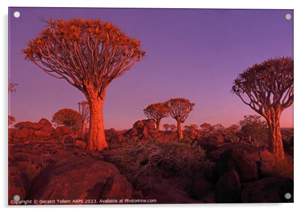 Quiver Tree Forest, Keetmanshoop, Southern Namibia Acrylic by Geraint Tellem ARPS