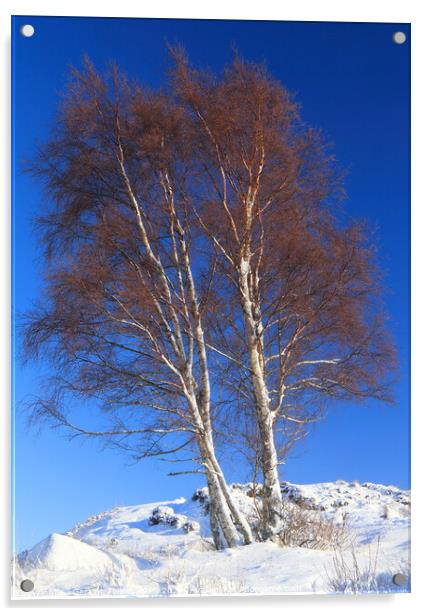Silver birch tree. Rannoch Moor, Highland, Scotland Acrylic by Geraint Tellem ARPS