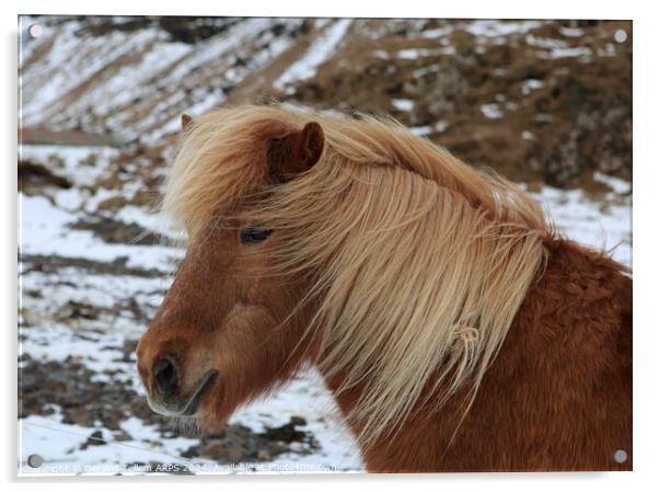 Icelandic pony, southern Iceland Acrylic by Geraint Tellem ARPS