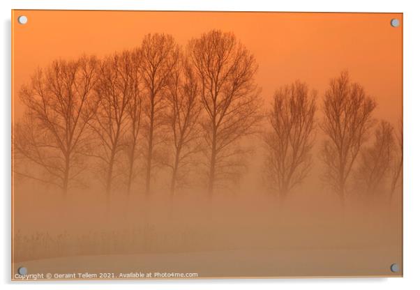 Trees in freezing mist, The fens, Norfolk, England, UK Acrylic by Geraint Tellem ARPS