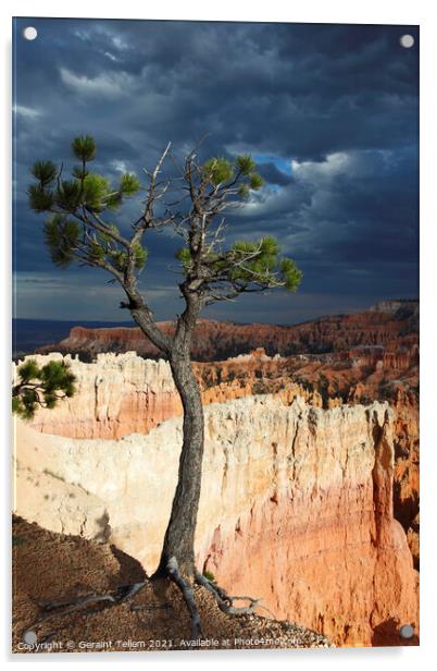 Bristlecone pine tree near Sunset Point, Bryce Canyon, Utah, USA Acrylic by Geraint Tellem ARPS