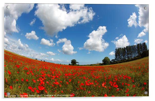 Poppies in field near Binham and Holt, north Norfolk, England, UK Acrylic by Geraint Tellem ARPS