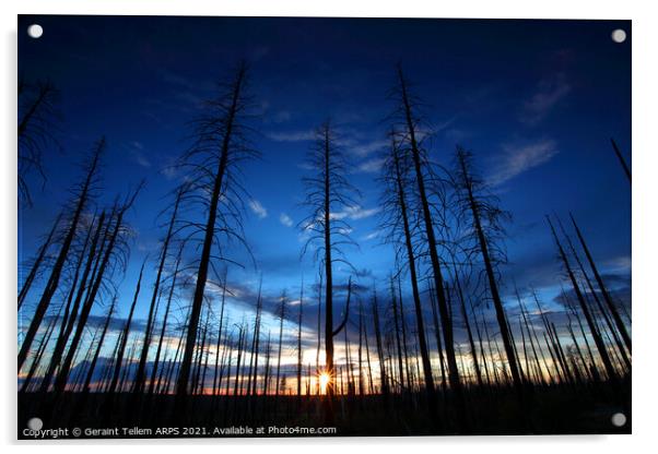 Charred trees near North Rim, Grand Canyon, Arizona, USA Acrylic by Geraint Tellem ARPS