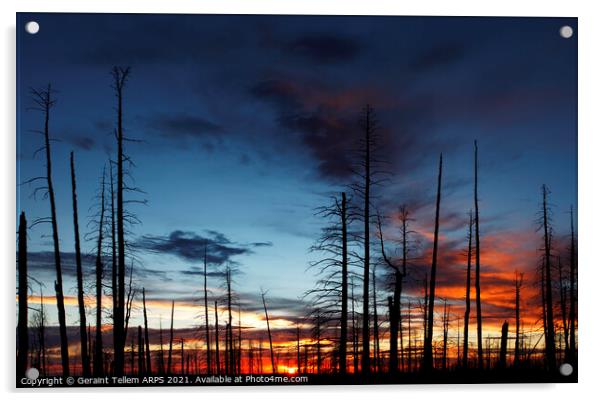 Charred forest at sunset, Kaibab Plateau, near Grand Canyon north rim, Arizona, USA Acrylic by Geraint Tellem ARPS