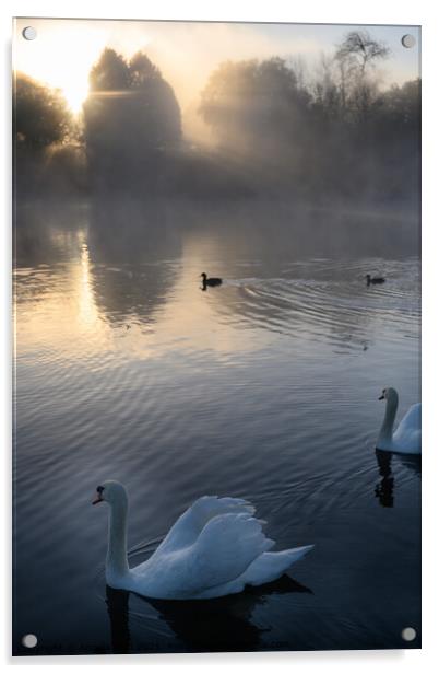 Misty Sunrise Swan Acrylic by Reidy's Photos
