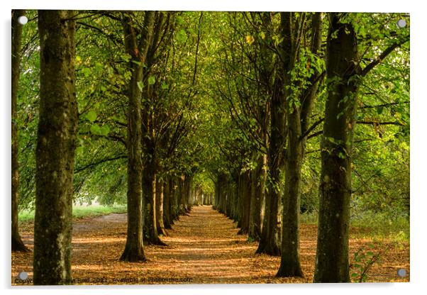 Avenue of Trees  Acrylic by Reidy's Photos