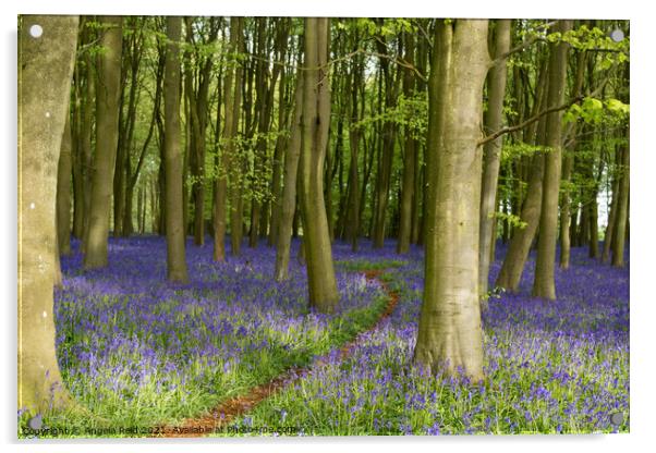 Pathway Through the Bluebells Acrylic by Reidy's Photos