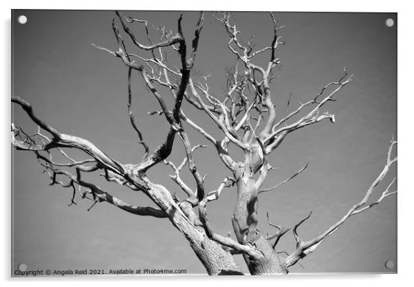 Black and White Dead Tree Acrylic by Reidy's Photos