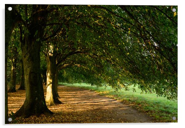 Sun Dappled Tree Acrylic by Reidy's Photos