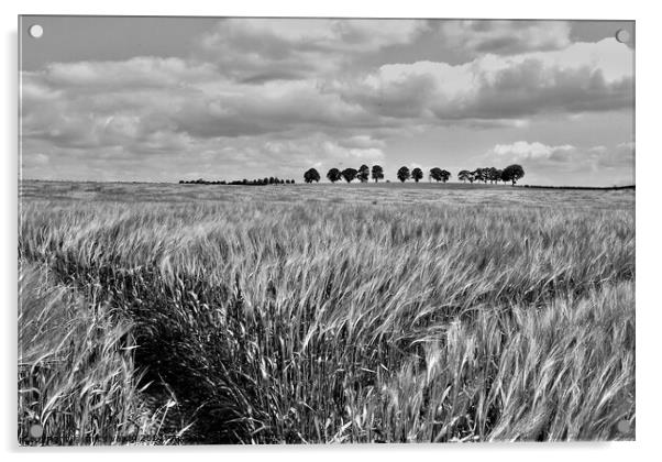 Tramlines in the barley field. Acrylic by mick vardy