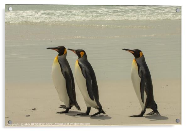 King Penguins Walk Tall Acrylic by ANN RENFREW