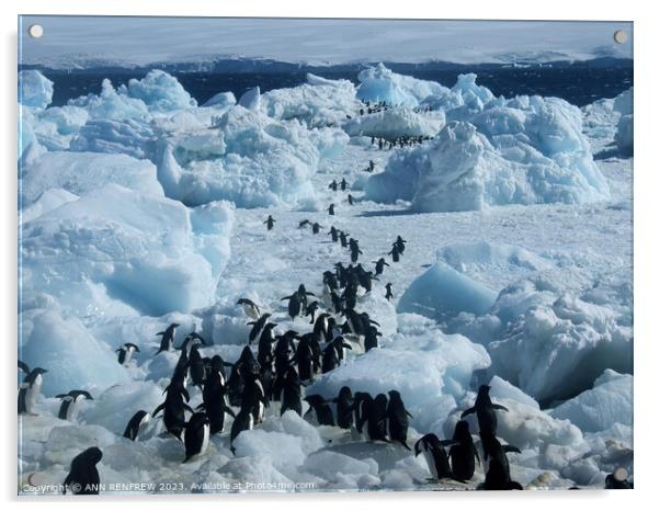 Penguin Highway Acrylic by ANN RENFREW