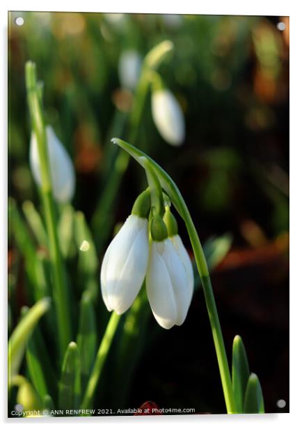 Snowdrops Acrylic by ANN RENFREW