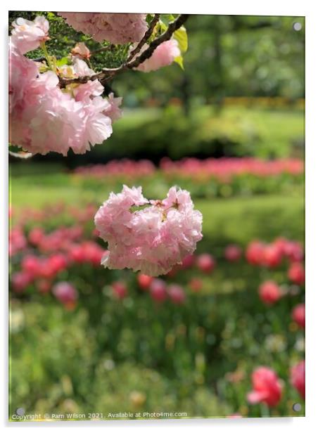 Japanese Cherry Blossom Acrylic by Pam Wilson