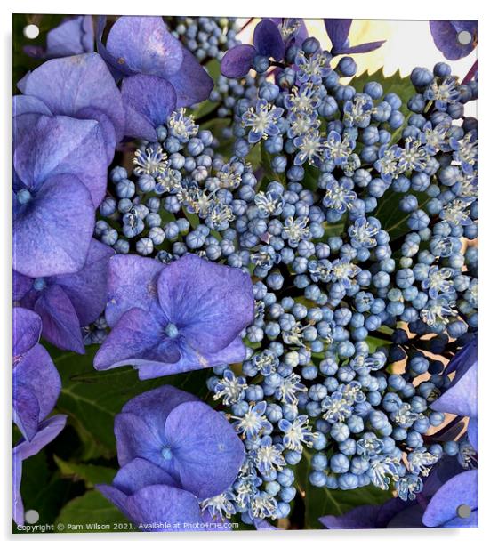 Budding Hydrangea Flower Acrylic by Pam Wilson