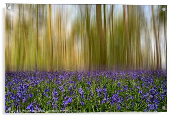 Bluebell forest blur 716 Acrylic by PHILIP CHALK