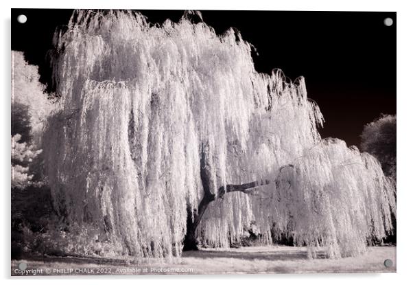 Weeping willow in infrared 820  Acrylic by PHILIP CHALK