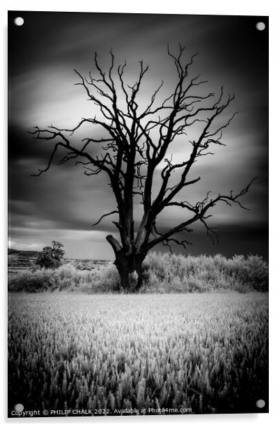 The lone lightening tree in black and white 845 Acrylic by PHILIP CHALK