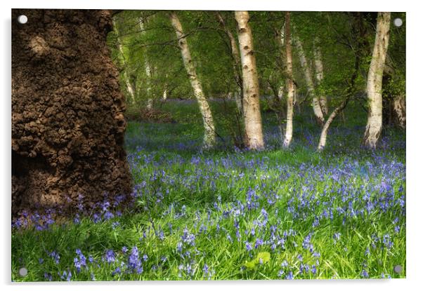 Bluebells in woodland  Acrylic by PHILIP CHALK