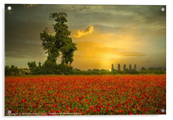 Poppy field sunrise at east Cottingworth near York 36 Acrylic by PHILIP CHALK