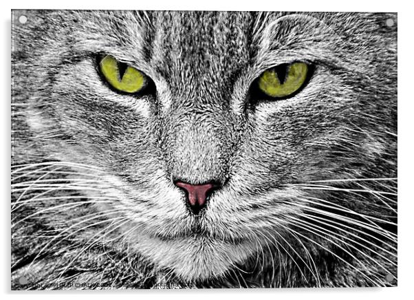 Cat stare 38 Acrylic by PHILIP CHALK
