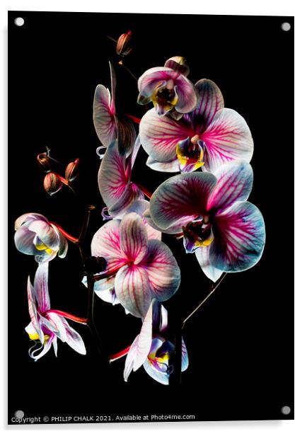 Pink and white Orchid with black background 46 Acrylic by PHILIP CHALK