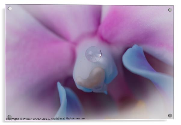 Single drop of water on an Orchid 53 Acrylic by PHILIP CHALK