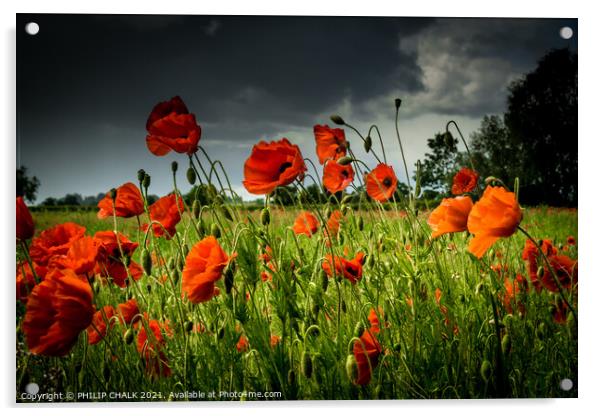 Poppy field with a stormy sky 62 Acrylic by PHILIP CHALK
