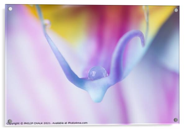Single water droplet on a delicate Orchid 91 Acrylic by PHILIP CHALK