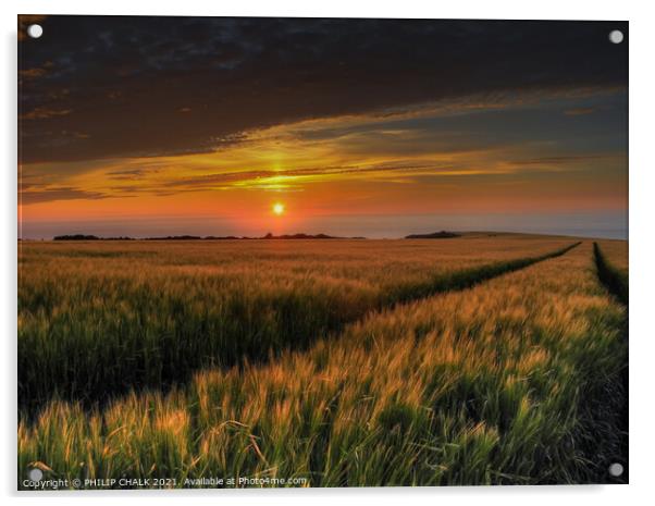 cornfield in Pembrokeshire coast 144 Acrylic by PHILIP CHALK