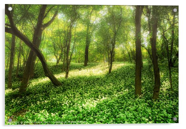 Spring misty morning in an ancient woodland 154 Acrylic by PHILIP CHALK