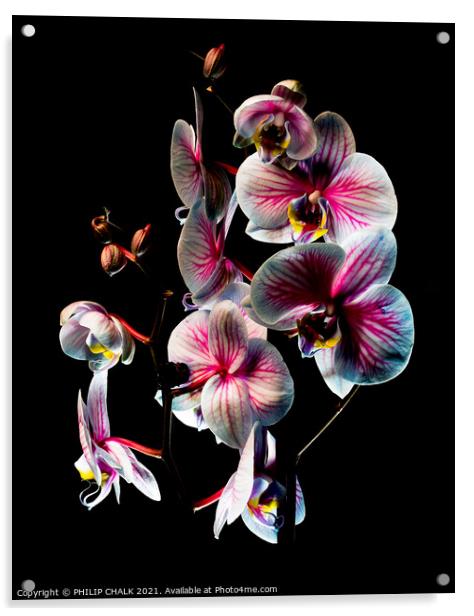 Others Pink and white Orchids with black background 170 Acrylic by PHILIP CHALK