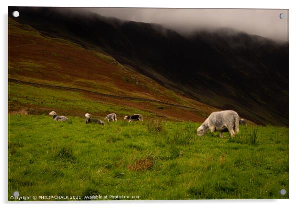 Herdwick sheep grazing next to Buttermere in the lake district 226 Acrylic by PHILIP CHALK