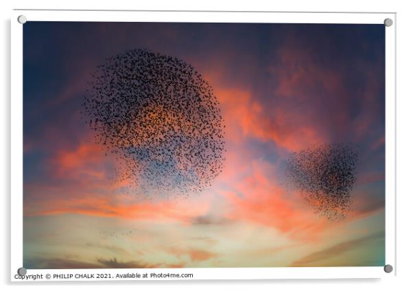 Starling murmurations  Acrylic by PHILIP CHALK