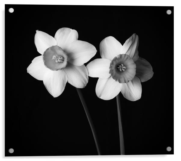Daffodils in black and white 300   Acrylic by PHILIP CHALK