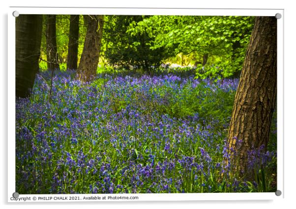 Bluebell woodland 306  Acrylic by PHILIP CHALK