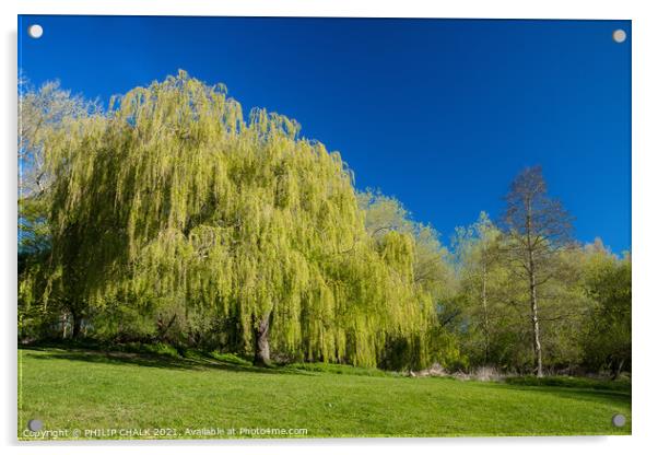 Weeping willow in bright sunshine 368 Acrylic by PHILIP CHALK