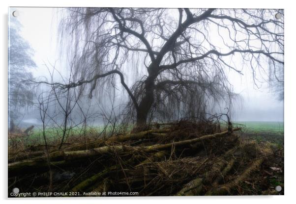 Weeping willow in the mist 392  Acrylic by PHILIP CHALK