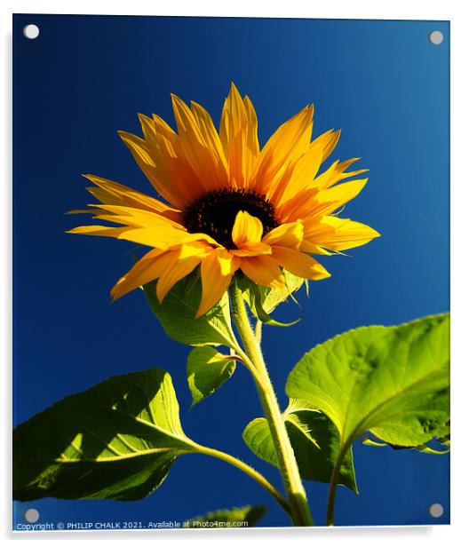 Sun flower against a blue sky 398 Acrylic by PHILIP CHALK